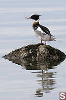 Red Breasted Merganser On Rock