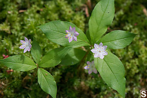 Broad-Leaved Starflower
