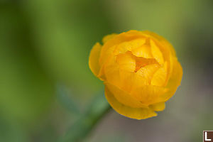 Bright Yellow Flower