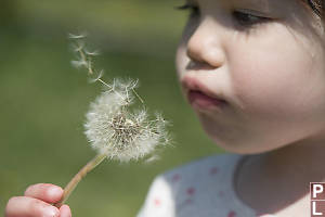 Claira With Dandelion Seeds Coming Loose