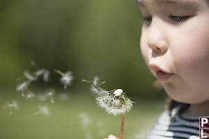 Dandelion Seeds Blowing Into The Background