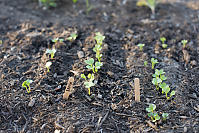 Radish Getting Started