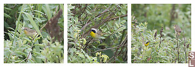 Female Male Pair Common Yellowthroat