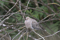 Mourning Dove In Branches