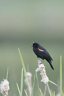 Red Wing Blackbird Comparison