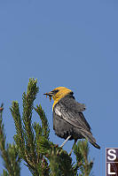 Yellow Headed Blackbird With Meal