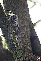 Barred Owl Near Nesting Cavity