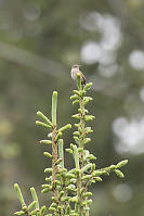 Wren On Tree Top