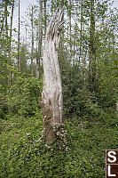 Alder Tree Torn With Blackberries