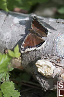 Mourning Cloak On Fallen Log