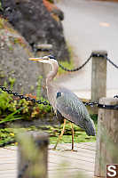 Heron On Bridge