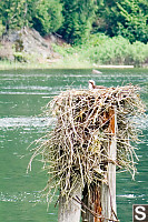 Osprey Chick On Piling