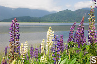 Pond Side Lupine