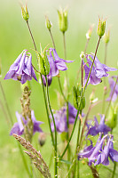 Purple Flowers