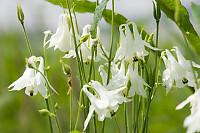 White Flowers