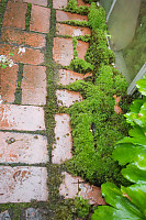 Moss Between Bricks