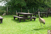 Father Crane Bugging Juveniles