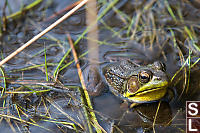 Green Frog Half Submerged