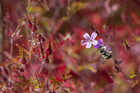 Herb Robert With A Bumble Bee