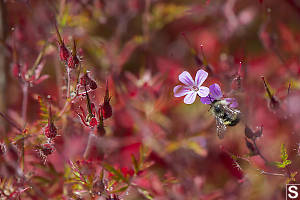 Herb Robert With A Bumble Bee