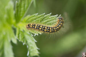 Western Tent Caterpillar