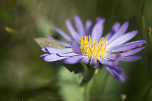 Fleabane