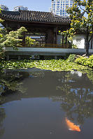 Koy At The Dr Sun Yat Sen Garden