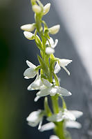 White Bog Orchid Next To Boardwalk