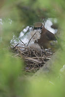 Cedar Waxwing Building Nest