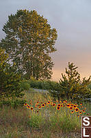 Cotton Wood And Brown Eyed Susan At Sunset