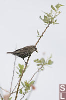 Female Red Winged Blackbird With Baby Food