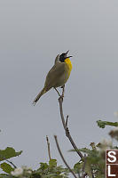 Male Yellowthroat Singing