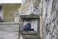 Purple Martins On Nest Box