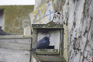 Purple Martins On Nest Box