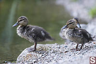 Two Wet Mallard Chicks