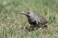 Northern Flicker With Ants