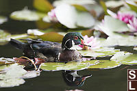 Male Wood Duck In Water Lilies