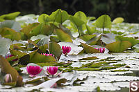 Pink Water Lily