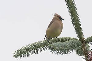 Cedar Waxwing On Evergreen