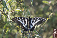 Pale Swallowtail Finally Perched