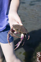 Purple Dungeness Crab