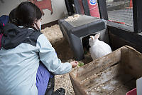 Trying To Feed Rabbit