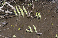 Young Plants Sprouting In Water