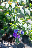 Beach Pea