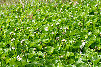 Deer Cabbage Glowing In Stream