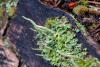 Previous