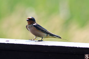 Barn Swallow On Ledge