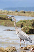 Great Blue Heron At Low Tide