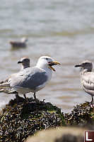 Gull With Star Legs Out