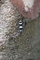 Banded Alder Borer On Log